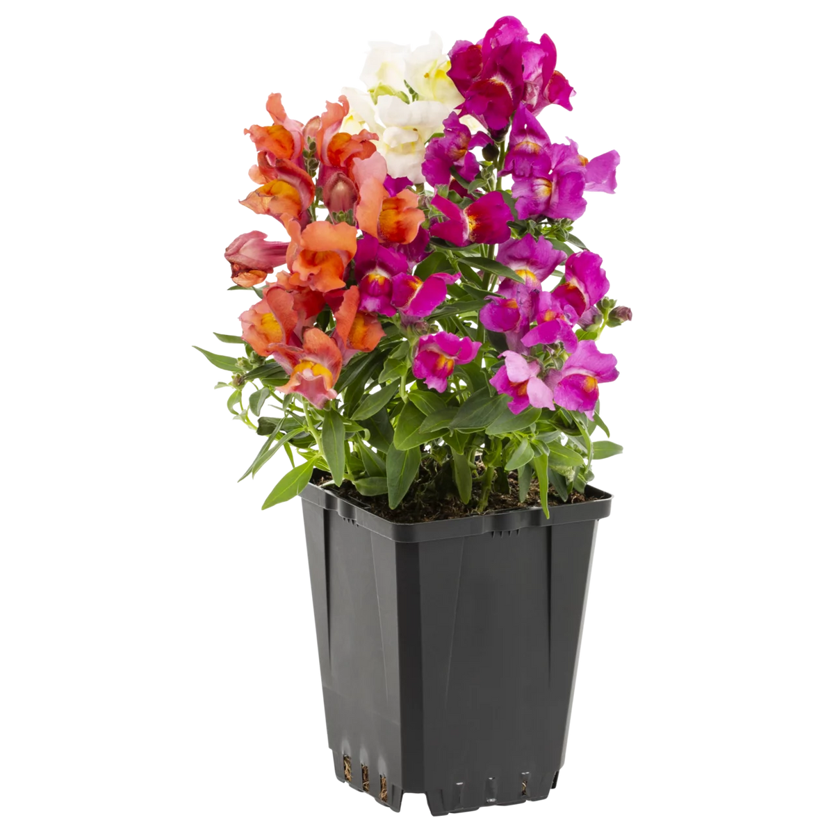 Multicolor Mix Snapdragon Live Plant Grower Pot 6 Pack N6564