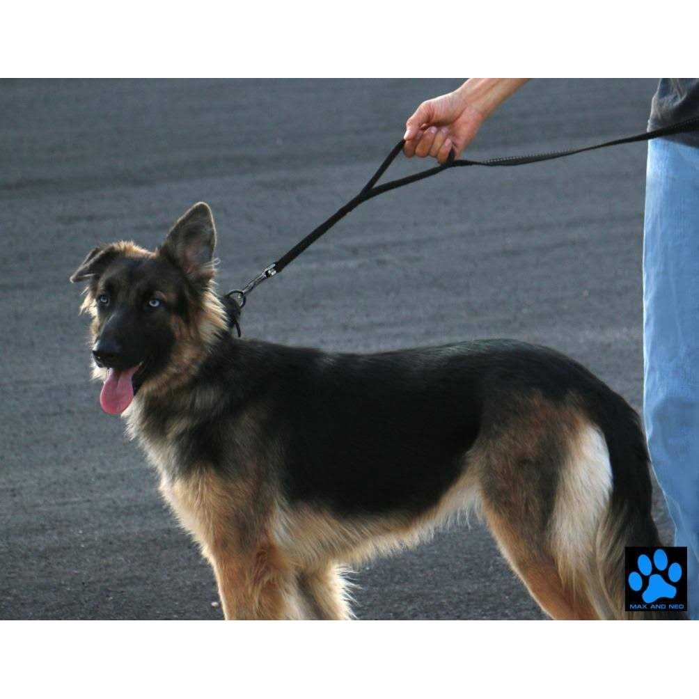 Double Handle Reflective Dog Leash H54840