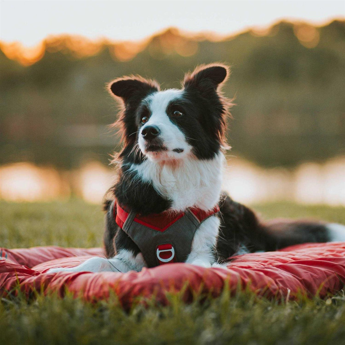 Dog Harness F899