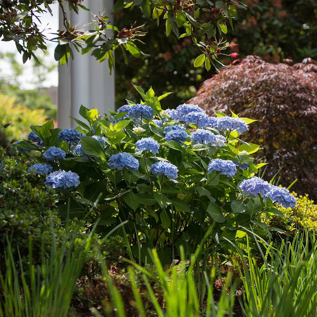 Hydrangea Live Shrub 2 Gallon P874741