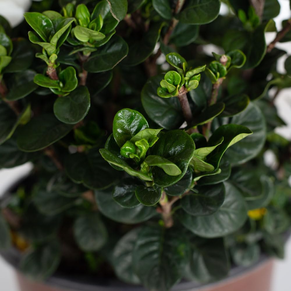 2.5 Quart White Gardenia U9926