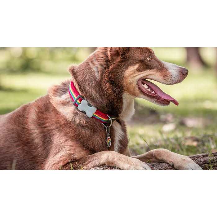 Enamel Pet ID Tag G3092