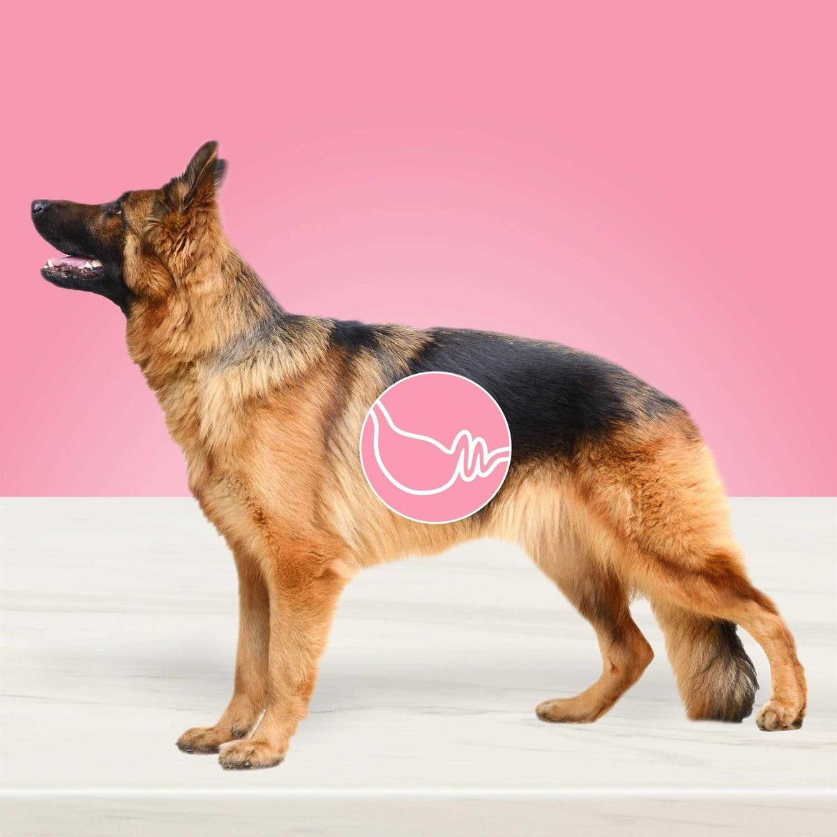 Adult Dry Dog Food N238566