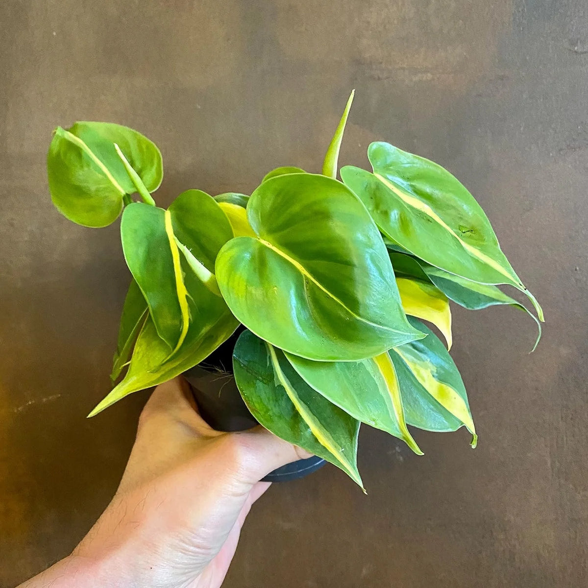 Philodendron Live Plant in a 4 Inch Pot T290742