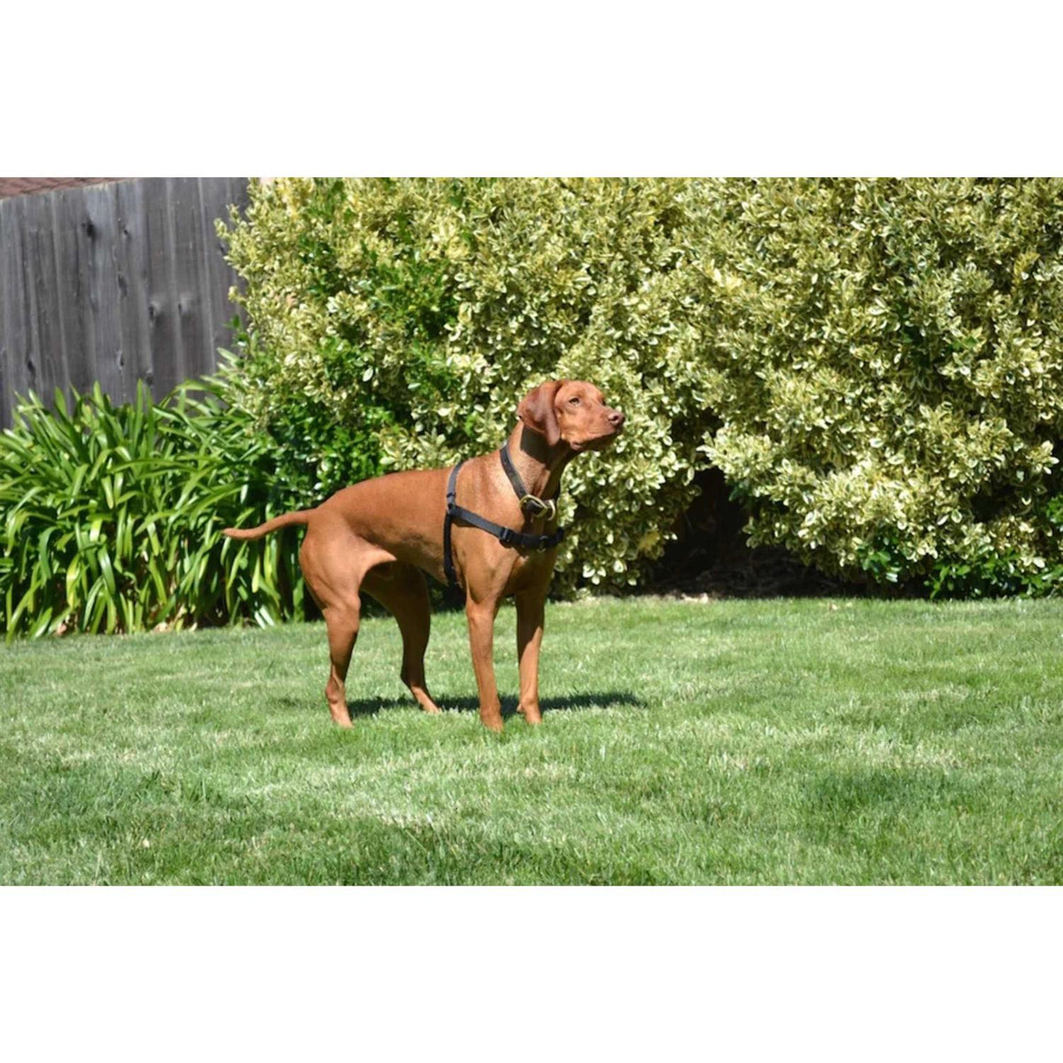 No Pull Dog Harness E534514