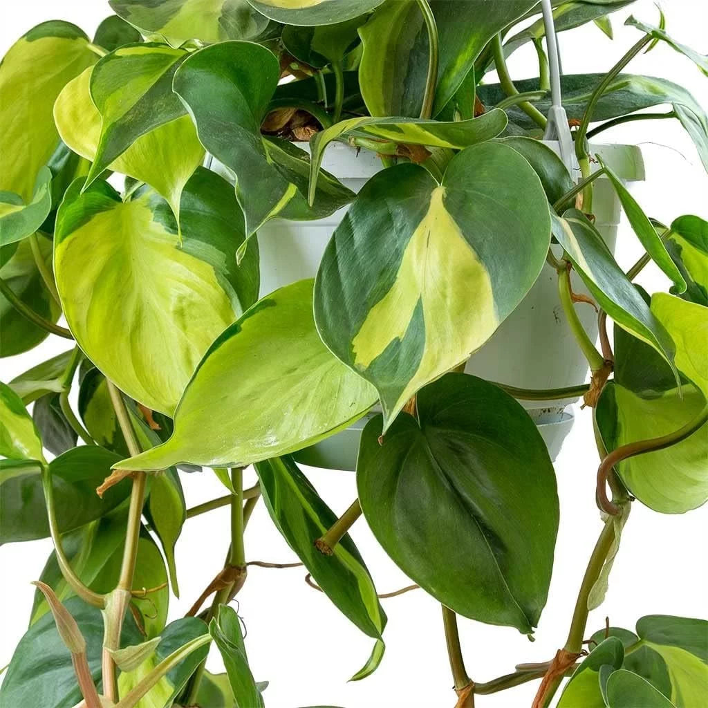 Philodendron Live Plant in a 4 Inch Pot T290742
