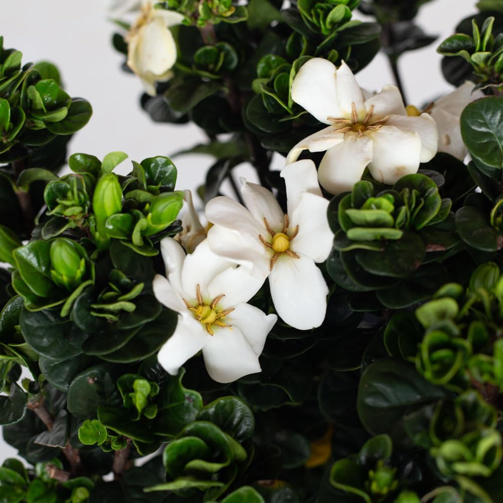 2.5 Quart White Gardenia U9926
