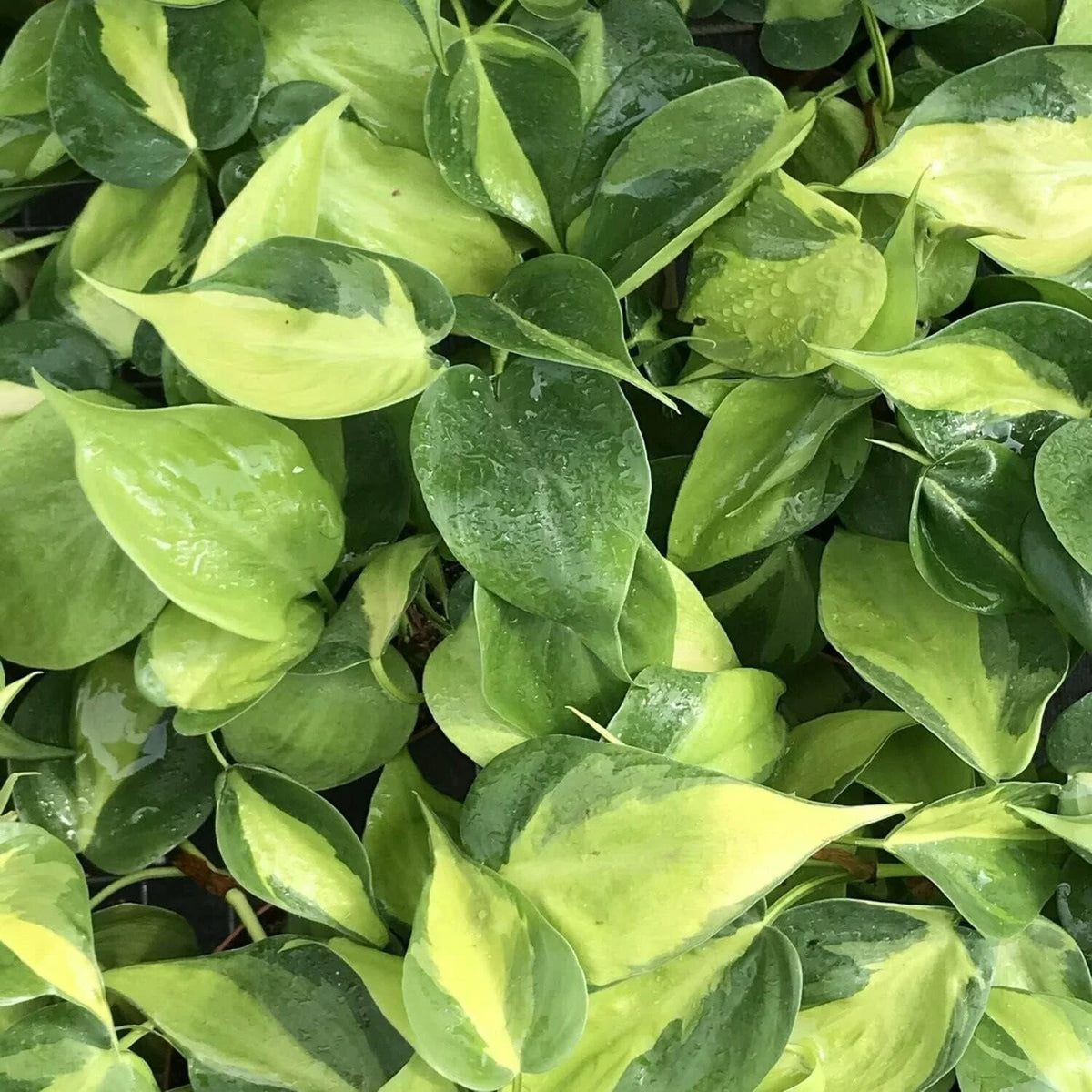 Philodendron Live Plant in a 4 Inch Pot T290742