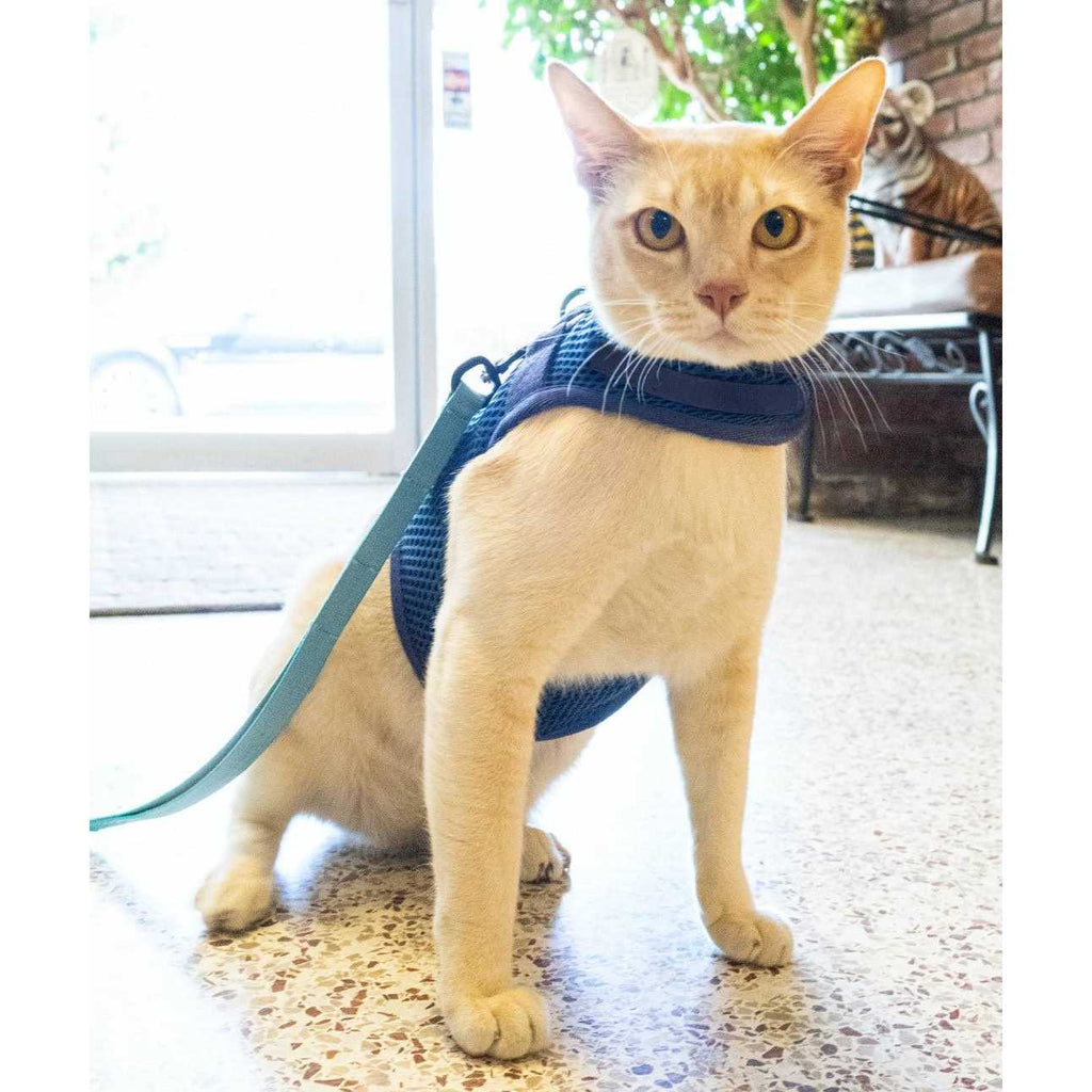 Cat Harness P842