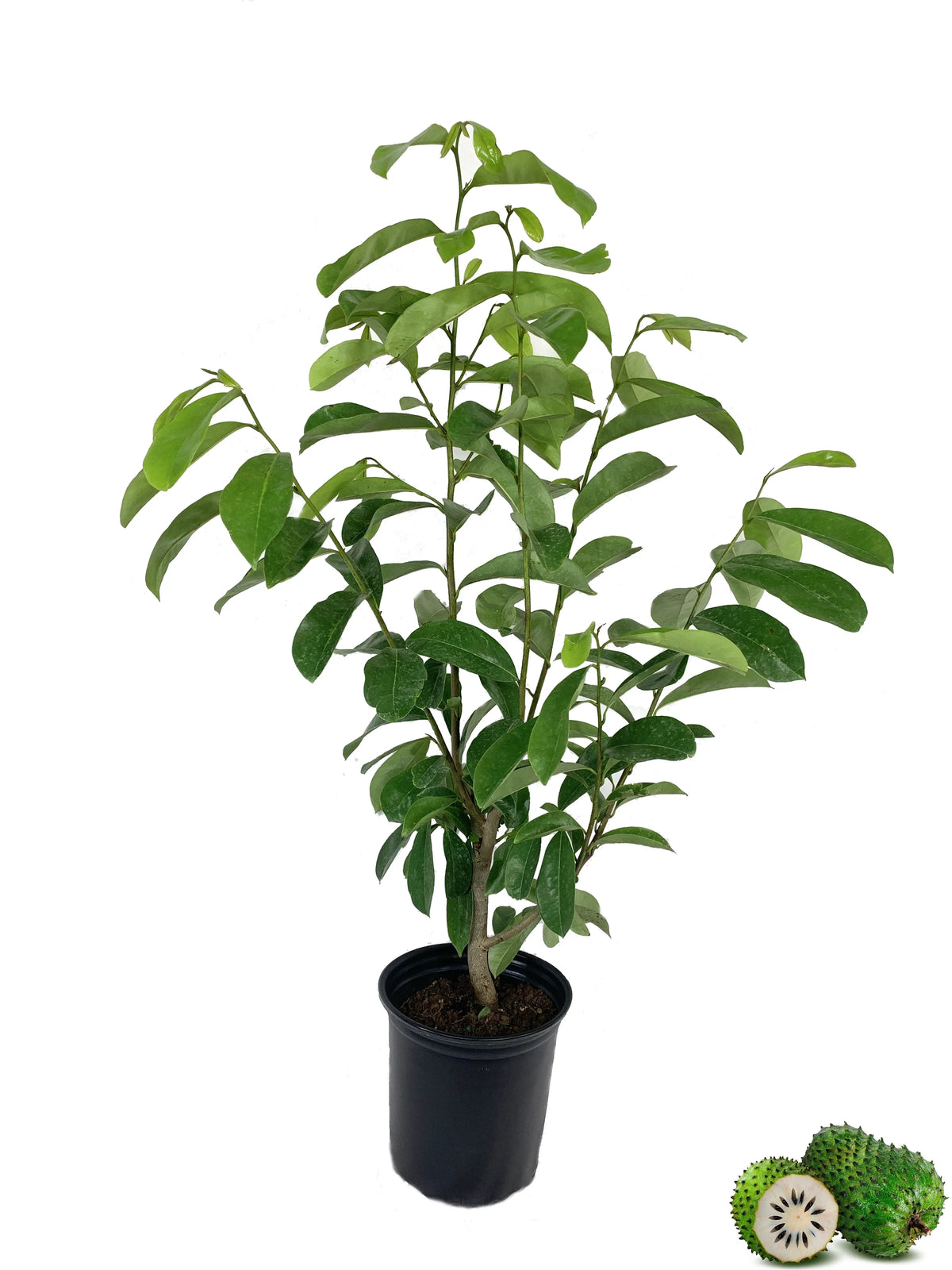 Live Tree in a 1 Gallon Pot 1-2 Feet Tall Tropical Edible Fruit Bearing Tree U81190