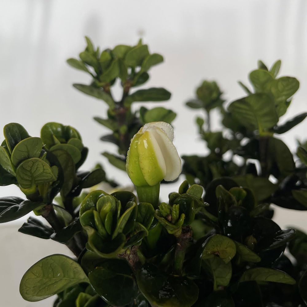 2.5 Quart White Gardenia U9926