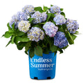Hydrangea Live Shrub 2 Gallon P874741