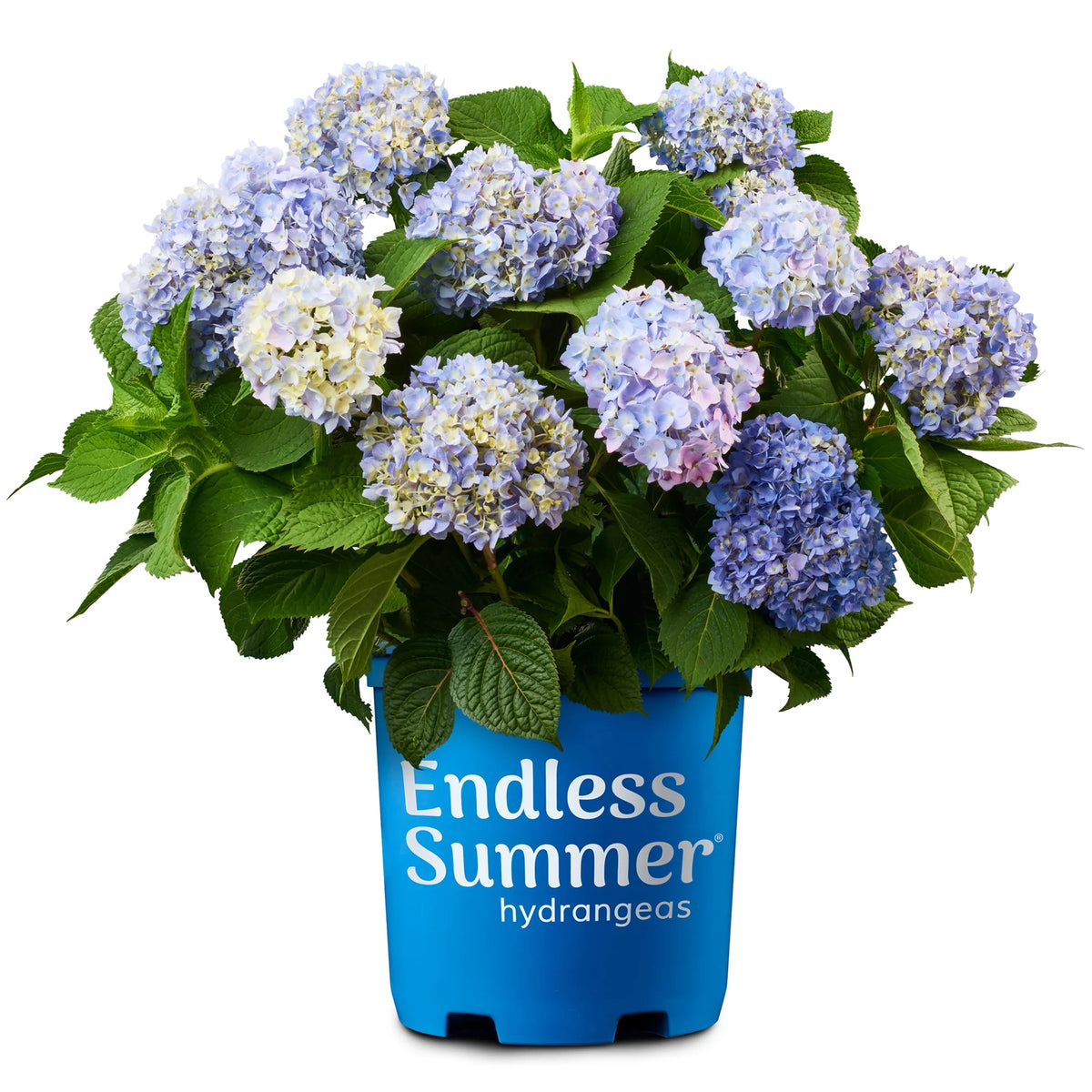 Hydrangea Live Shrub 2 Gallon P874741