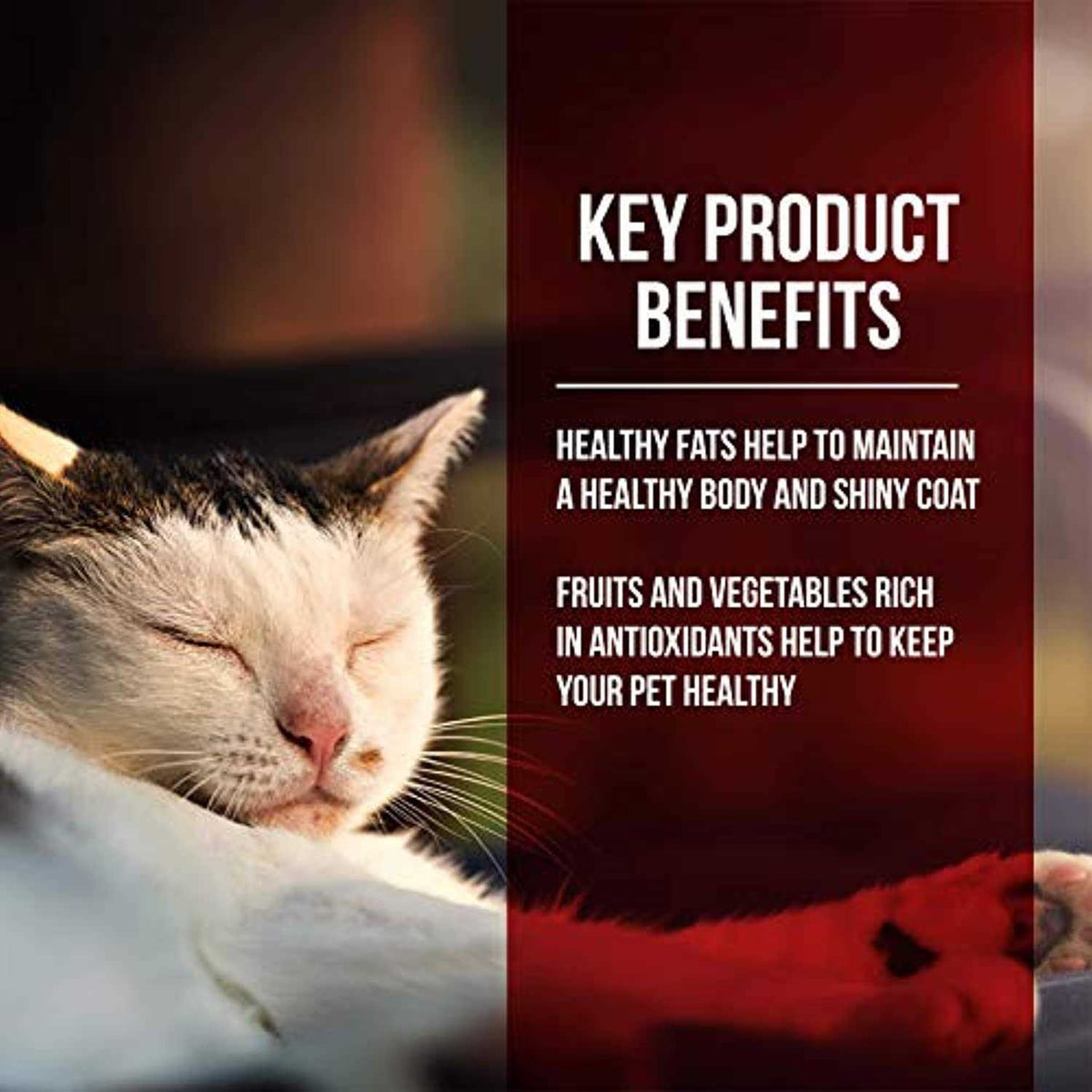 Dry Cat Food Chicken Turkey K9872