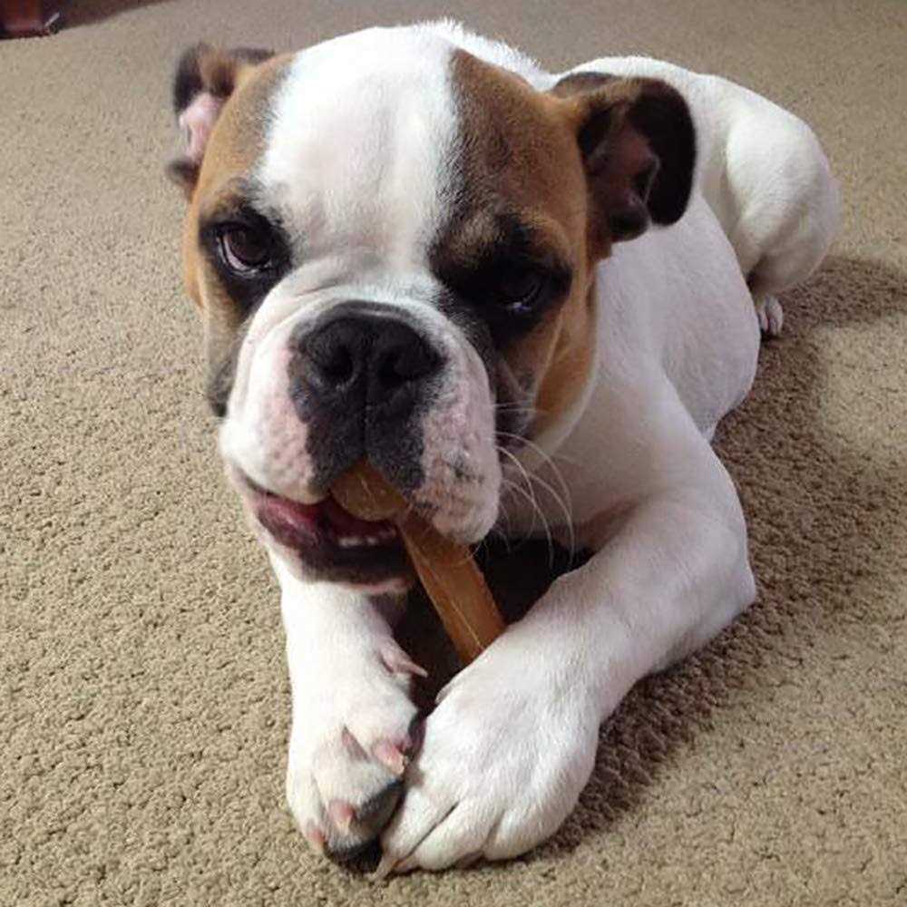 Dog Chew Bone K419