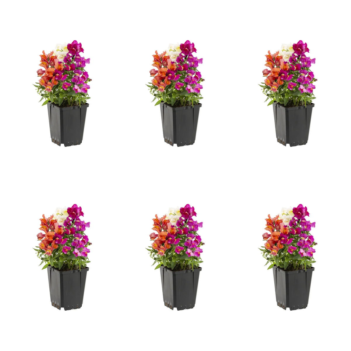 Multicolor Mix Snapdragon Live Plant Grower Pot 6 Pack N6564