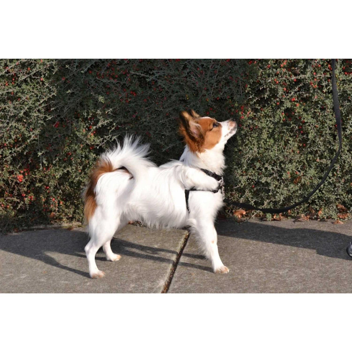 No Pull Dog Harness E534514