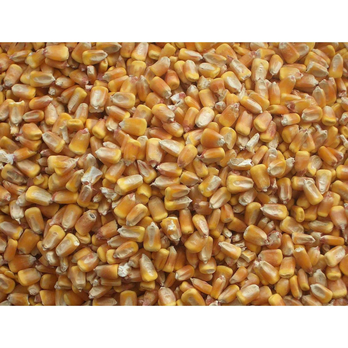 Whole Corn for Wildlife Feeding J35974
