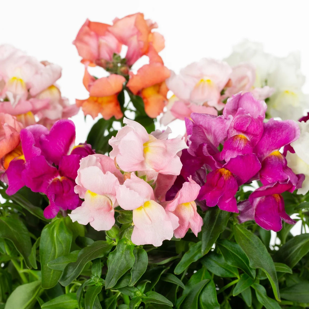 Multicolor Mix Snapdragon Live Plant Grower Pot 6 Pack N6564