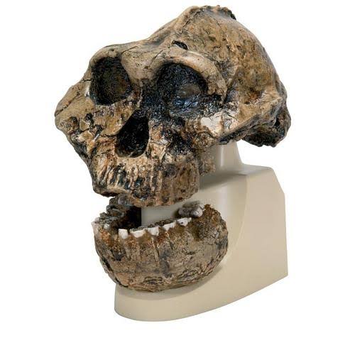 Australopithecus Boisei Skull Model P8625