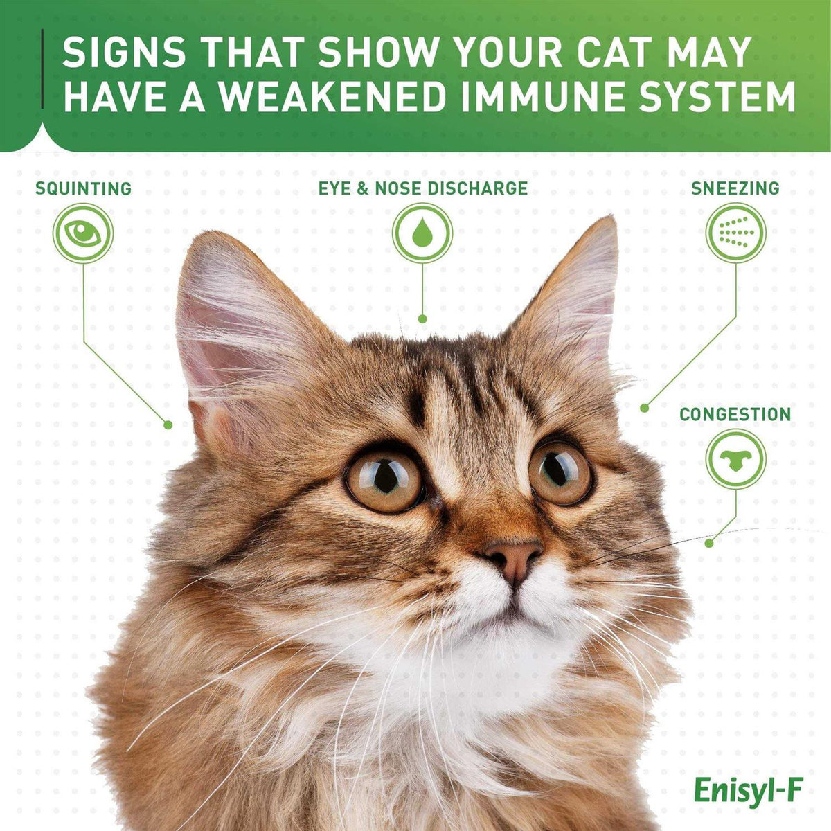 L-Lysine Chews for Cats D988181