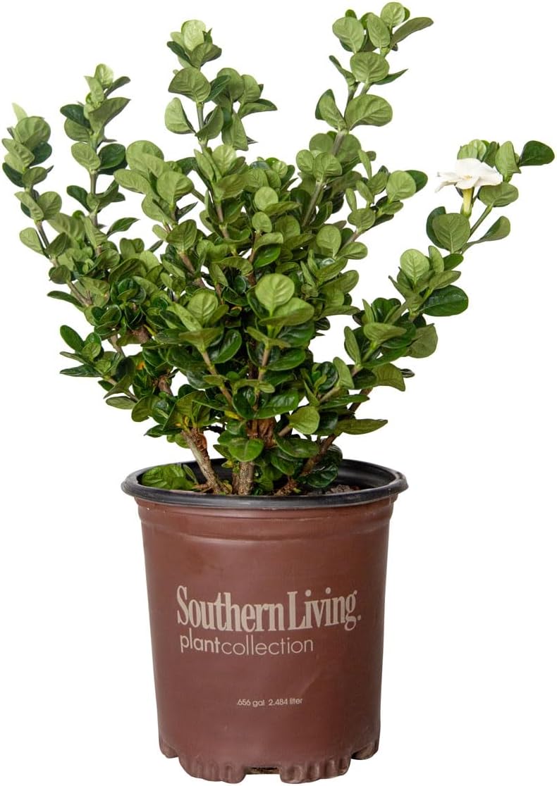 2.5 Quart White Gardenia U9926