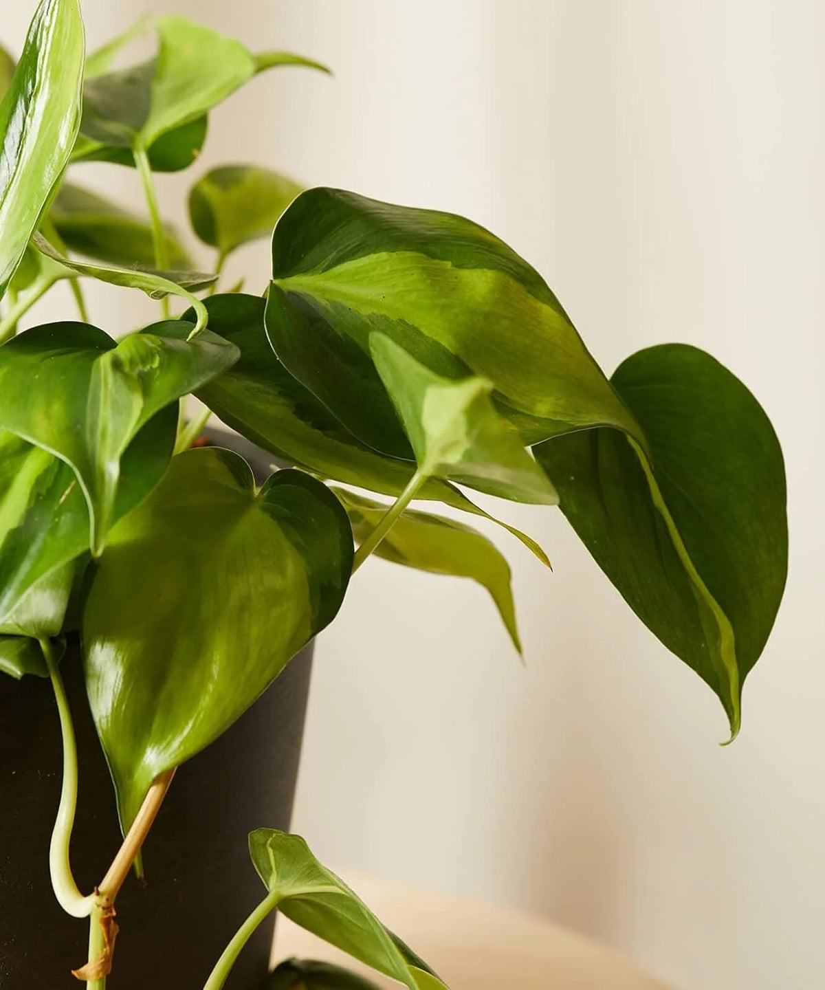 Philodendron Live Plant in a 4 Inch Pot T290742