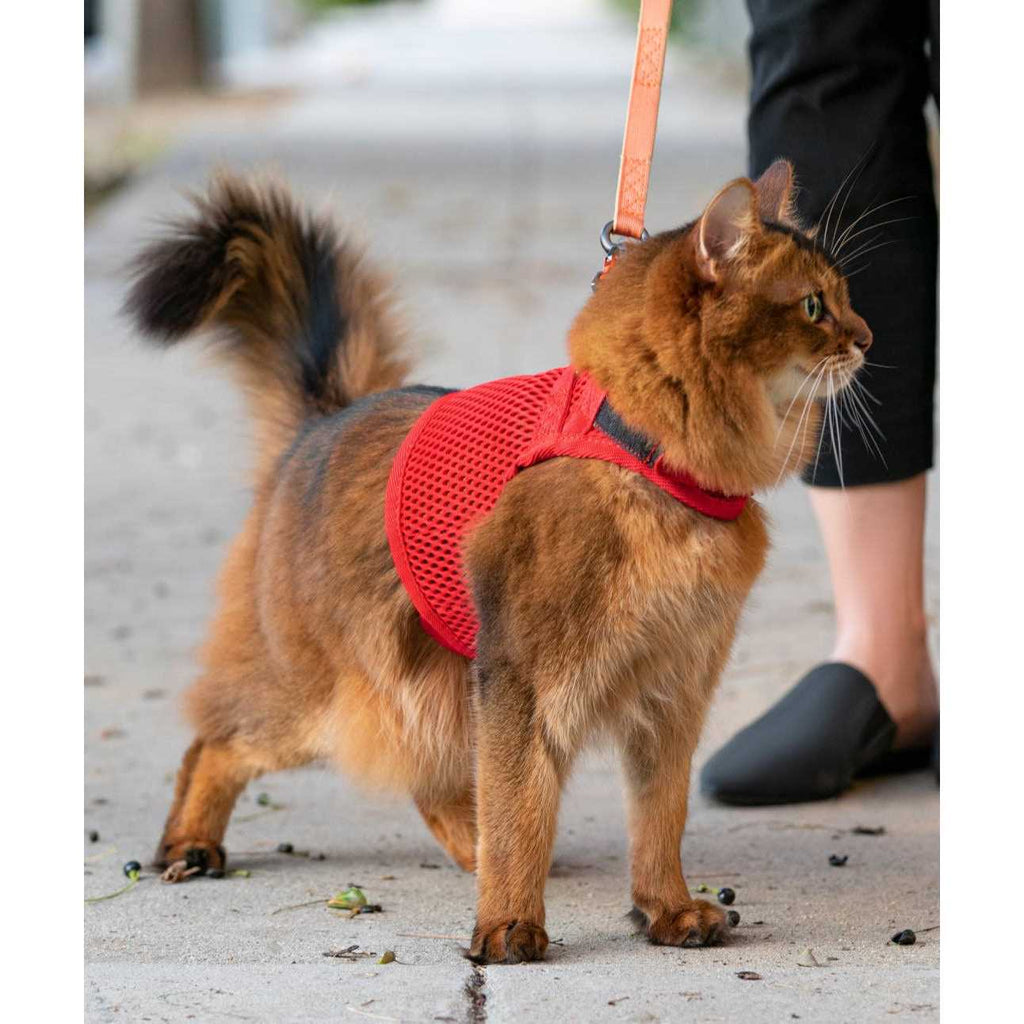 Cat Harness P842