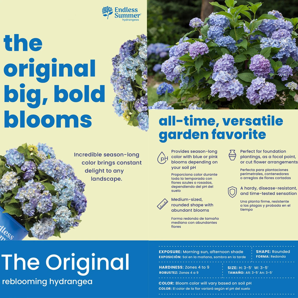 Hydrangea Live Shrub 2 Gallon P874741
