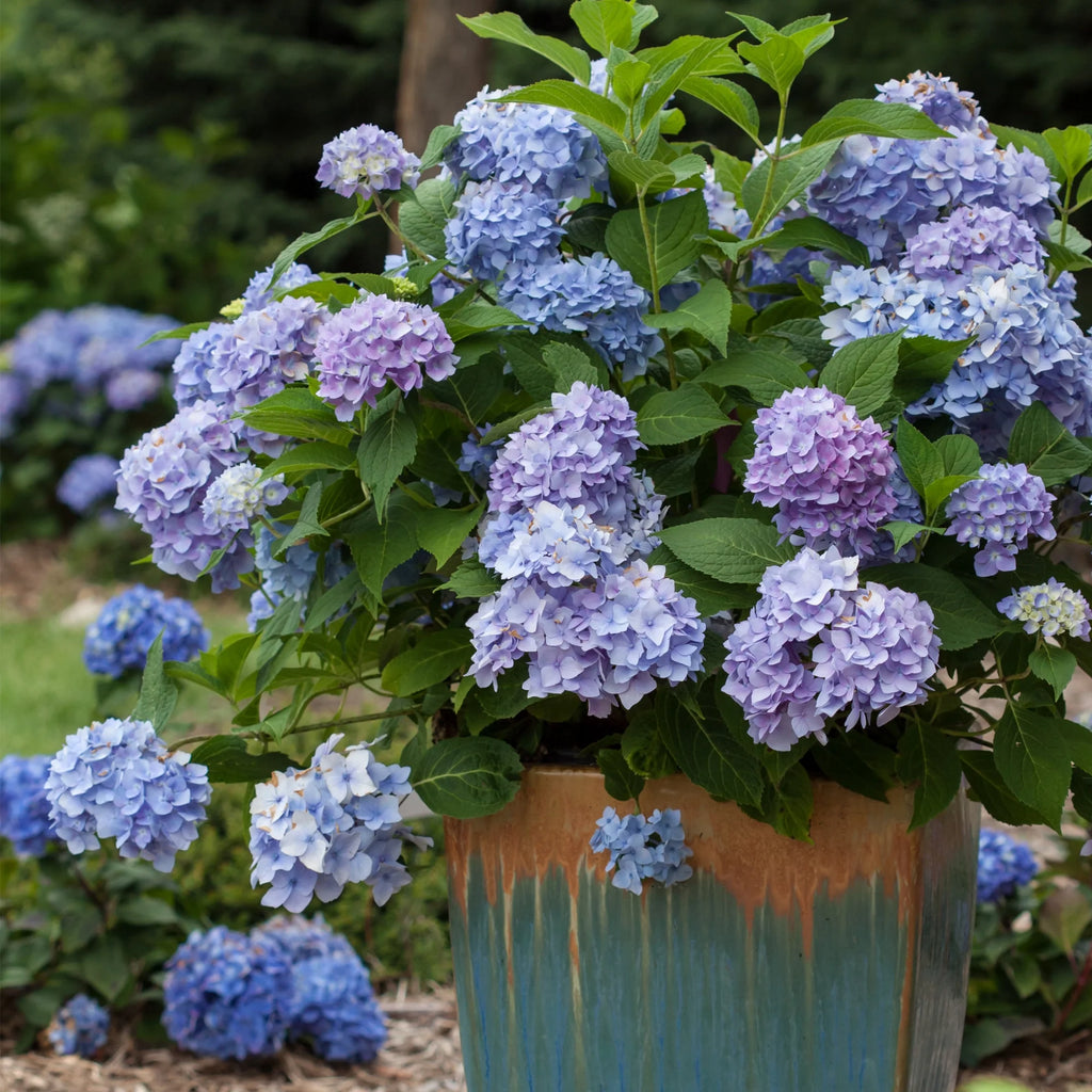 Hydrangea Live Shrub 2 Gallon P874741