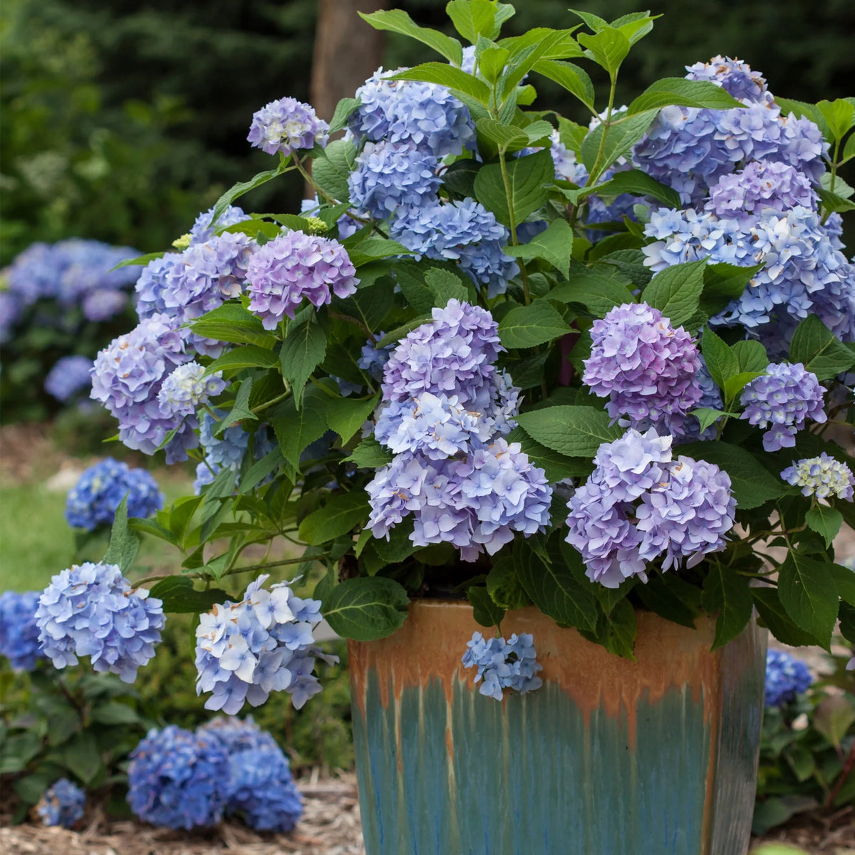 Hydrangea Live Shrub 2 Gallon P874741