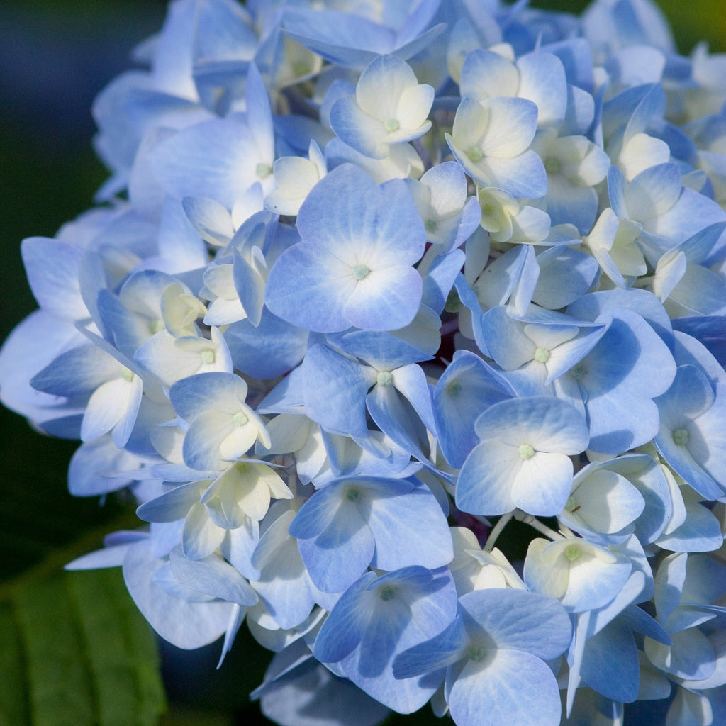 Hydrangea Live Shrub 2 Gallon P874741