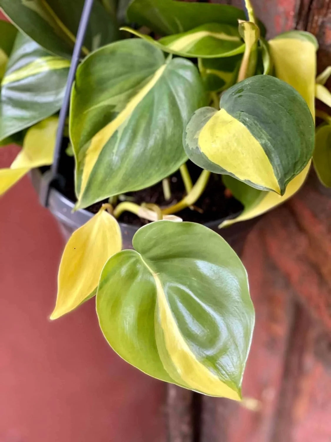 Philodendron Live Plant in a 4 Inch Pot T290742