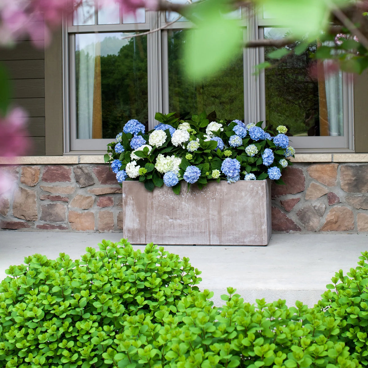 Hydrangea Live Shrub 2 Gallon P874741