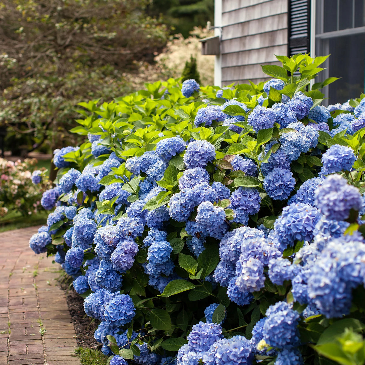 Hydrangea Live Shrub 2 Gallon P874741